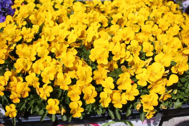 Viola 'Admire Yellow'