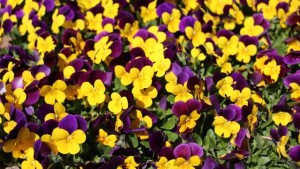 Benary Combines Fun Marketing Ideas With Strong New Plants