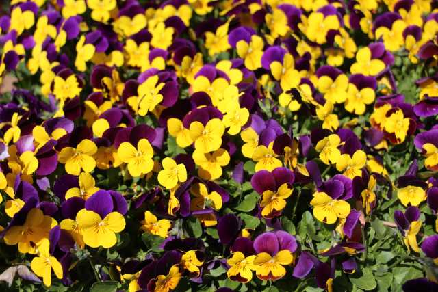 Viola 'Yellow Purple Wing'