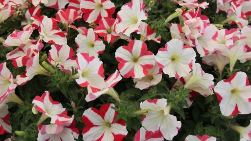 Allan Armitage Finds Some Surprising Intros At Floricultura