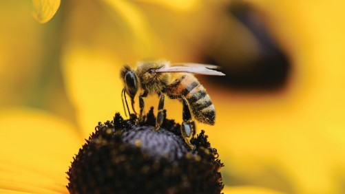 Studies Offer Conflicting Views On Neonic Effect On Bee Health
