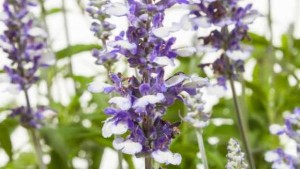 Green Fuse Botanicals Launches New Programmable Perennials Offering