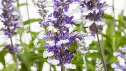 Green Fuse Botanicals Launches New Programmable Perennials Offering