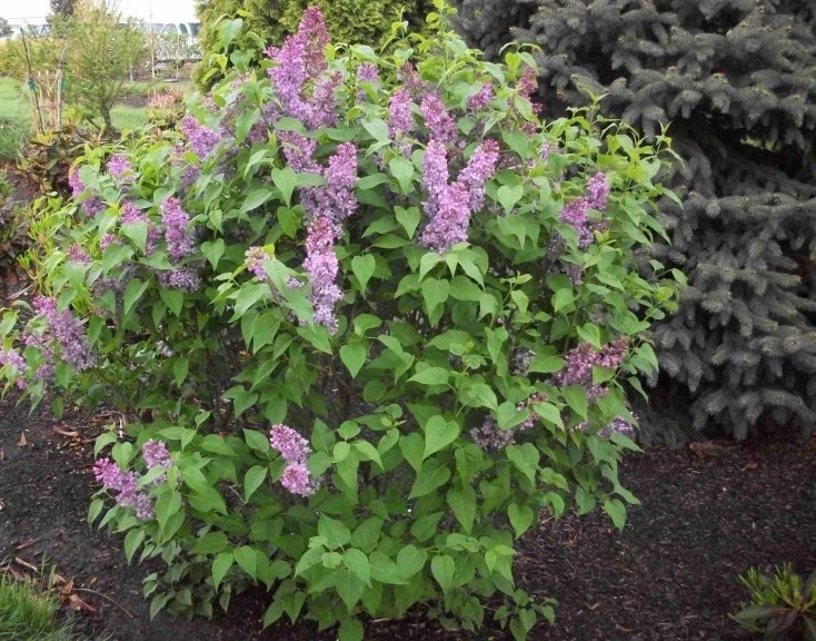Syringa vulgaris ‘Elsdancer Tiny Dancer’ (Plants Nouveau)