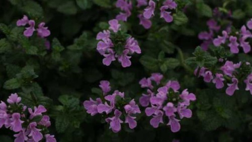 The New Floricultura Stop Showcased A New Interspecific Variety And A Novelty Vegetable