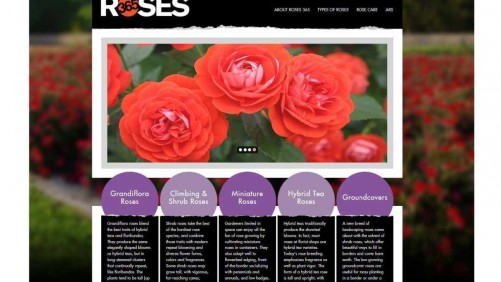 New Consumer Website Makes Buying Roses Easier