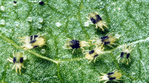 Advice on Managing Spider Mites in Cannabis
