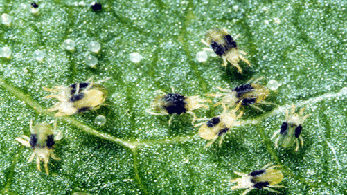 SePRO Launches Summer Insecticide Management Program For Ornamental Growers