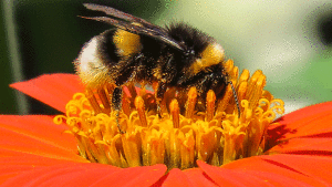 Pest Management And Marketing Strategies For Bee-Friendly Plants