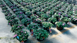 10  Tips To Improve Retail Shelf Life Of Bedding Plants