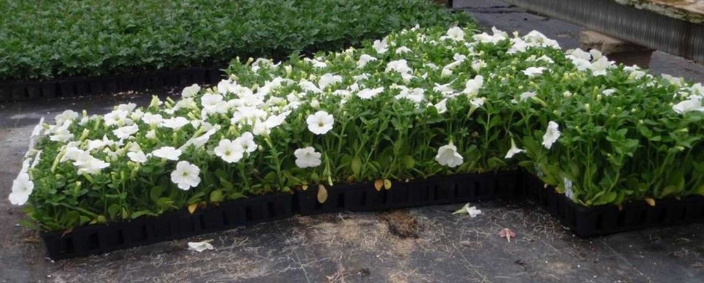 Plant Growth Regulators