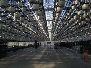 Nexus Greenhouse Projects