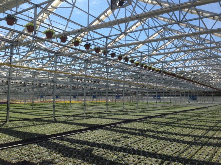 Nexus Greenhouse Projects