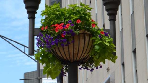 Oakland Nursery Simplifies Streetscape Plantings And Maintenance In Columbus, Ohio