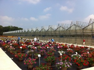 Nexus Greenhouse Projects