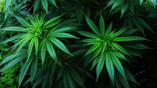 Concern Grows Over Unregulated Pesticide Use On Cannabis
