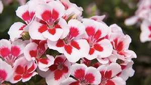 SAF And AmericanHort Ask Government To Take Ralstonia Off ‘Select Agent’ List