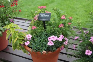 Perennial Combination Containers