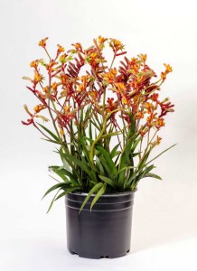 Anigozanthos Jump Series  (Henry F. Michells Co.)