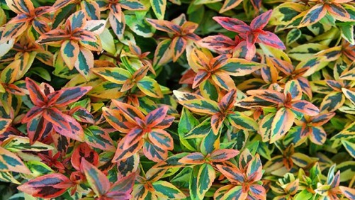 PlantHaven International Launches National Campaign To Promote Kaleidoscope Abelia