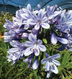 Agapanthus praecox × ‘Duchess of  Dazzle Full Moon’ (HGTV)