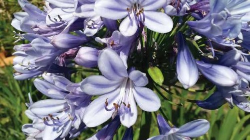 24 Plants That Can Handle Drought