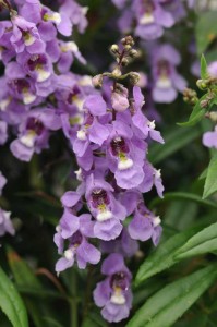 Angelonia 'Serenita Sky Blue' from PanAmerican Seed (Oklahoma State University Field Trials)