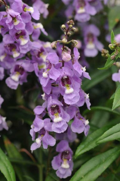 Angelonia 'Serenita Sky Blue' from PanAmerican Seed (Oklahoma State University Field Trials)