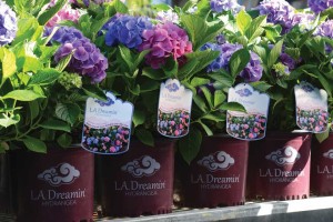 Ball Horticultural Co.