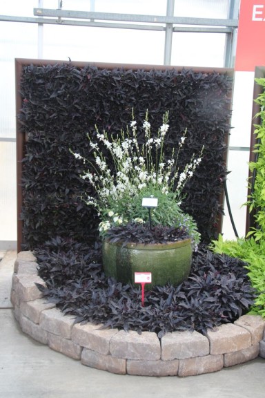 Using plants as a backdrop