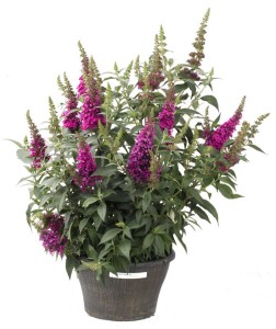 Buddleia ‘Buzz Hot Raspberry’ (Cultivaris)
