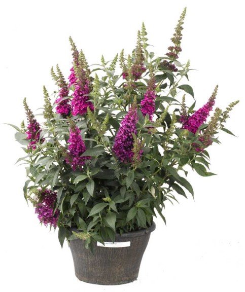 Buddleia ‘Buzz Hot Raspberry’ (Cultivaris)