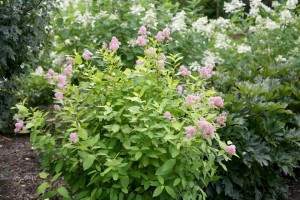 Ceanothus ‘Marie Gold’ (Proven Winners/Color Choice)