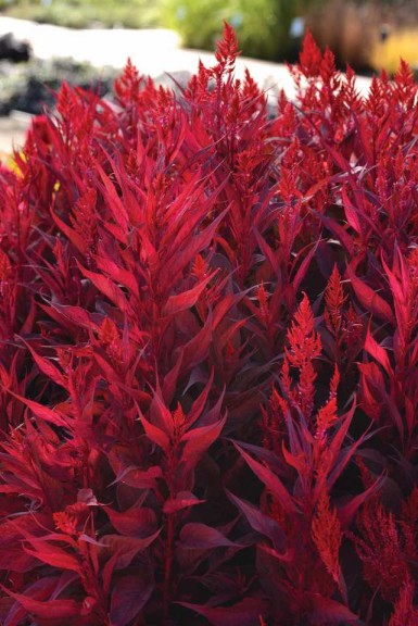Celosia 'Dragon's Breath' (Sakata Ornamentals)