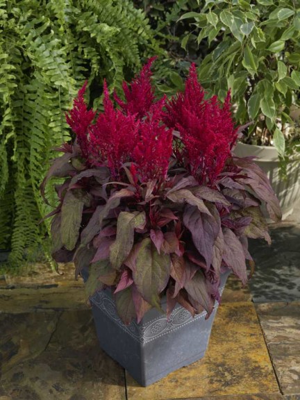 Celosia 'Dragon's Breath' (Sakata Ornamentals)