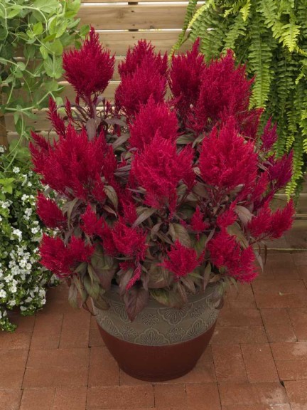 Celosia 'Dragon's Breath' (Sakata Ornamentals)