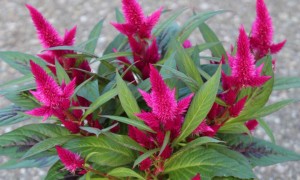 Celosia ‘Intenz Lipstick’ (Ball Ingenuity)