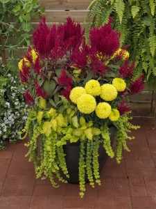 Container Mix With Celosia 'Dragon's Breath' (Sakata Ornamentals)
