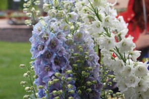 Delphinium 'Guardian Lavender' And 'Guardian White' (Kieft Seed)