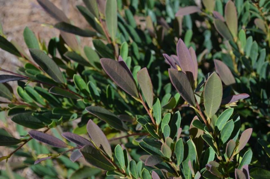 Distylium ‘Cinnamon Girl’  (Bailey Nurseries)