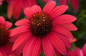 Echinacea ‘Sombrero Baja Burgundy’  (Darwin Perennials)