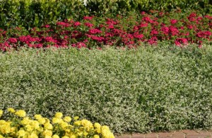 Euphorbia 'Glamour' from PanAmerican Seed (Best Performing Plant, 2015 North Dakota State Field Trials)