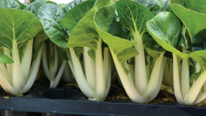 The Intrigue Of Edible Petiole  Crops For Hydroponic Production