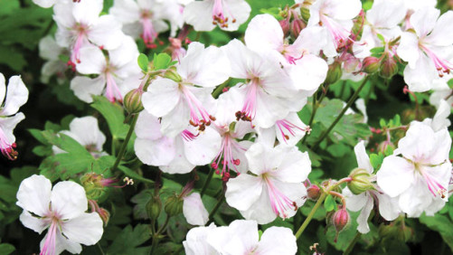 The Perennial Plant Association’s Regional Symposium Will Be This October In Dallas