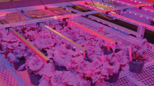 Managing Growth and Quality of Greenhouse Lettuce With Light