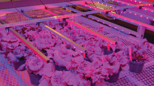 Managing Growth and Quality of Greenhouse Lettuce With Light