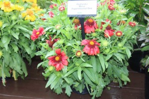 19 New Deer-Resistant Perennials