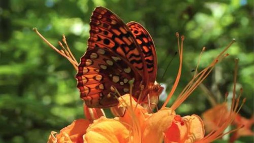 The Butterfly Effect: Insect’s Wings Key To Azalea Pollination