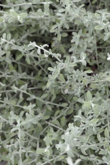 Helichrysum ‘Silverstar’  (Westflowers/Westhoff)
