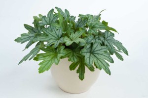 Heucherella hybrida Kirella Series (Danziger)